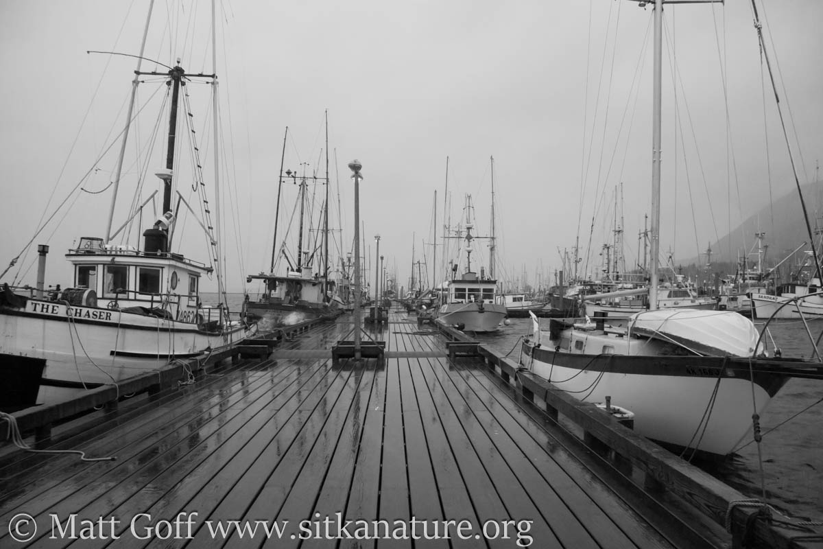 Transient Float Eliason Harbor