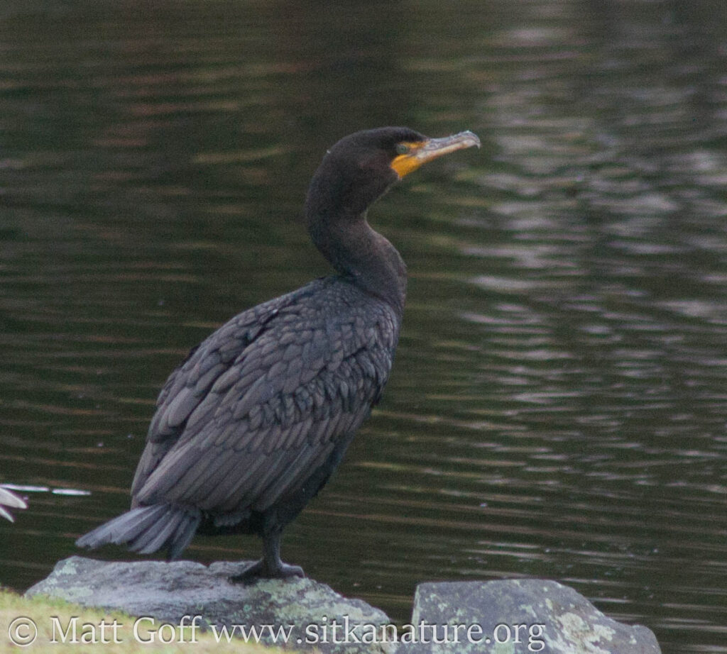 Double-crested Cormorant at Swan Lake