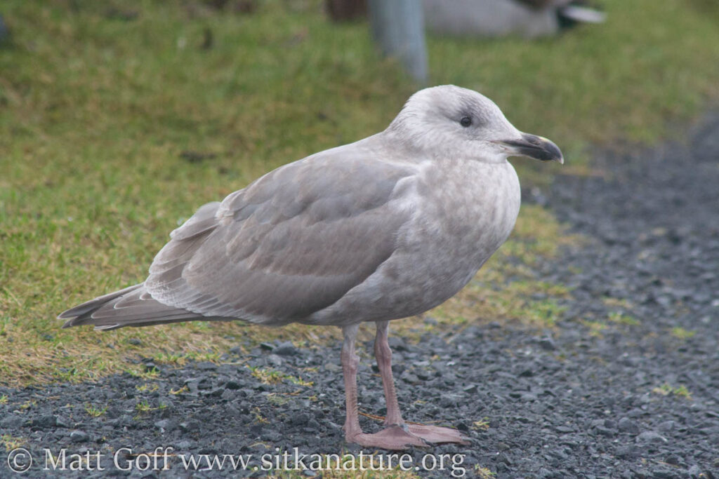 Glaucous-winged Gull