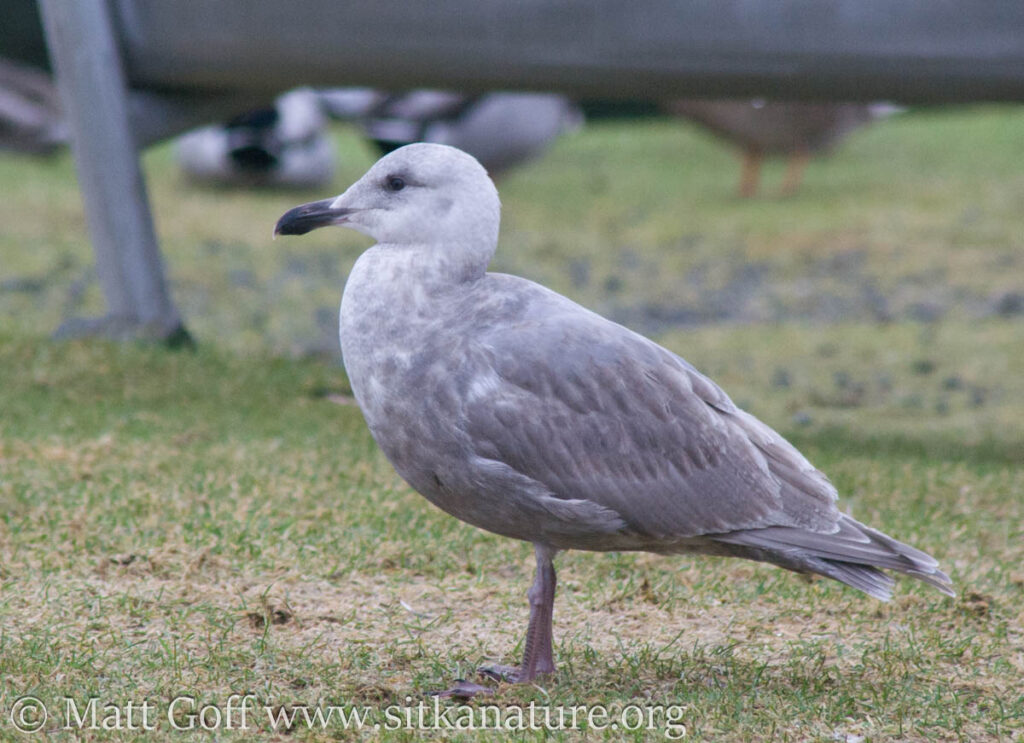 Glaucous-winged Gull