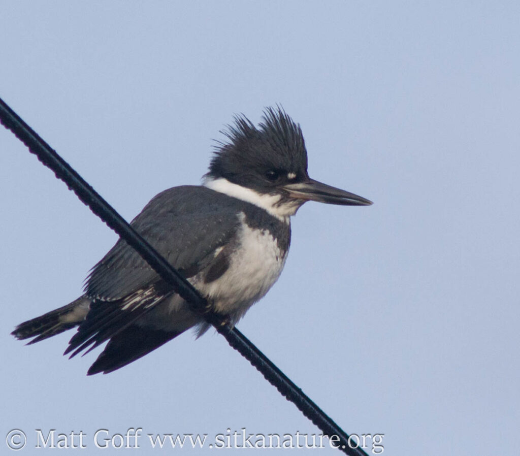 Belted Kingfisher