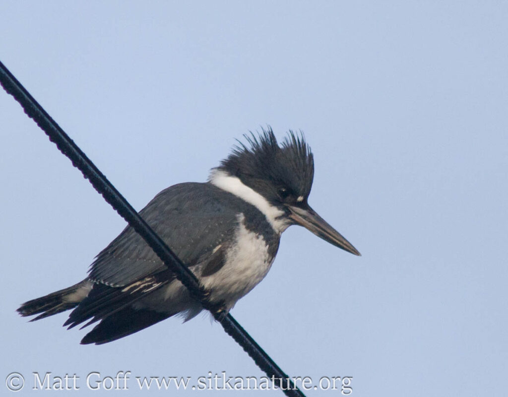 Belted Kingfisher