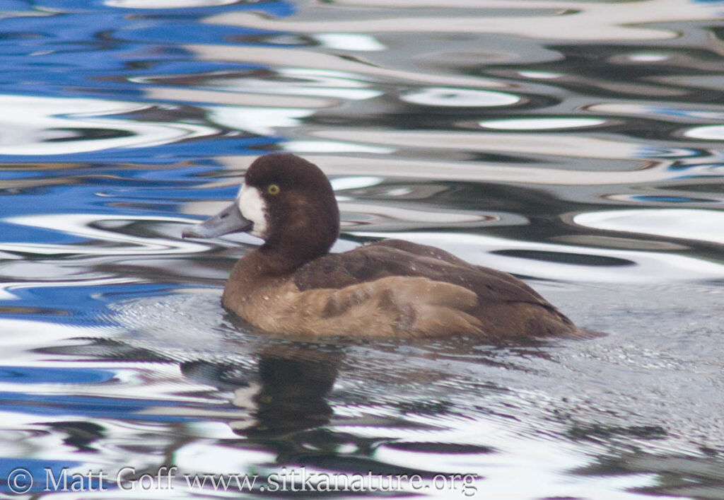 Greater Scaup