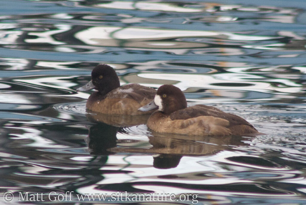 Greater Scaup