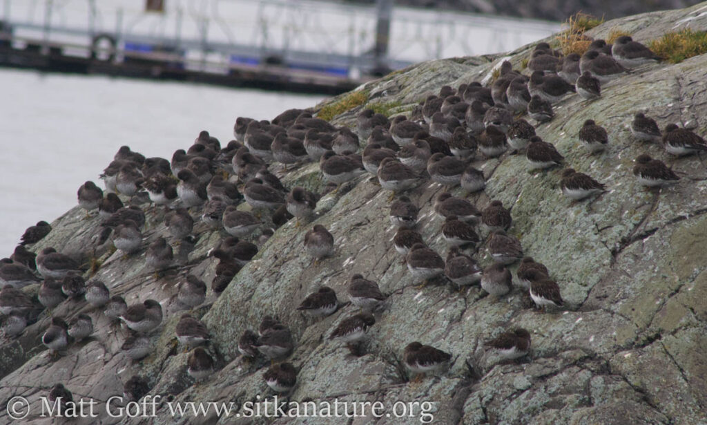 Shorebirds on Sage Rock