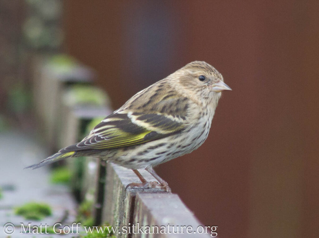 Pine Siskin