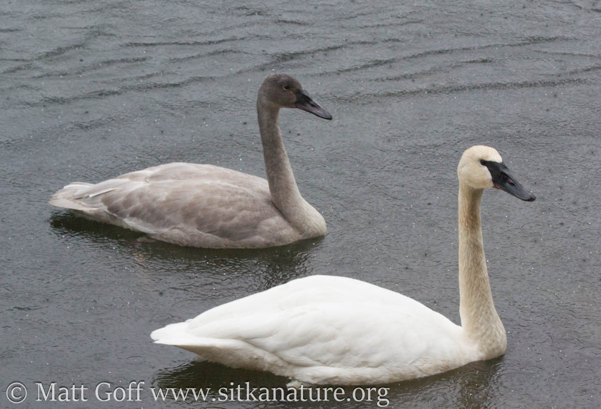 Trumpeter Swans