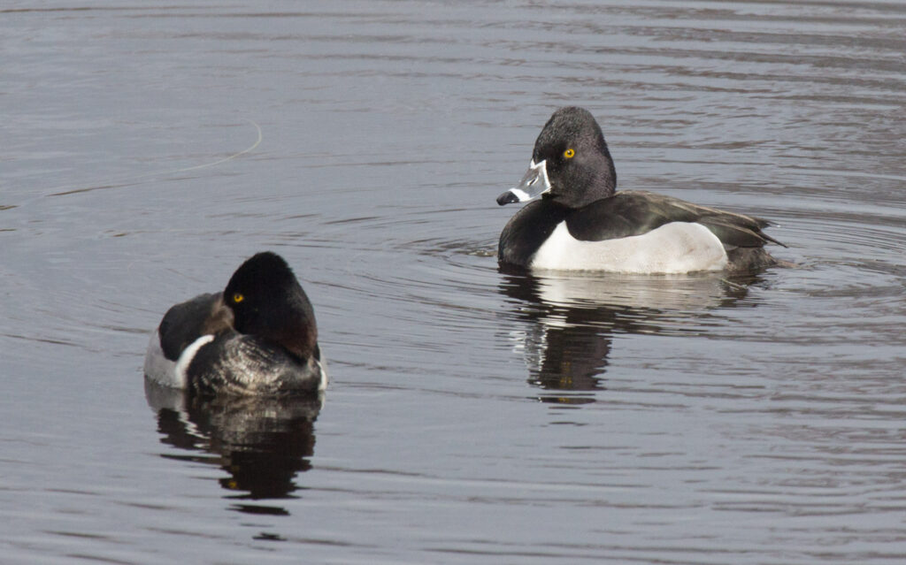 Ring-necked Ducks