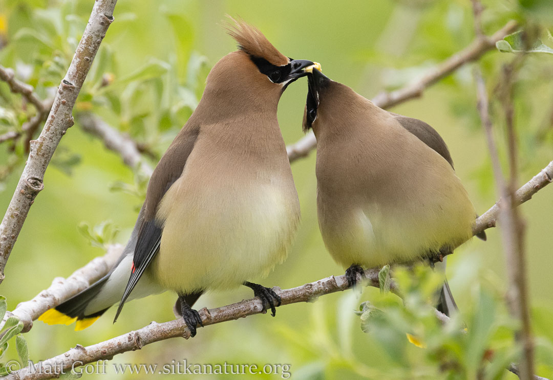 Cedar Waxwings At The Golf Course 