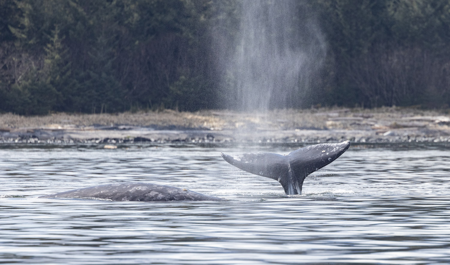 Gray Whales