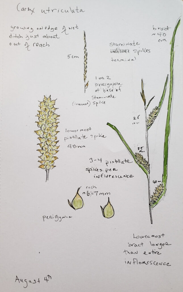 Illustration of Carex utriculata