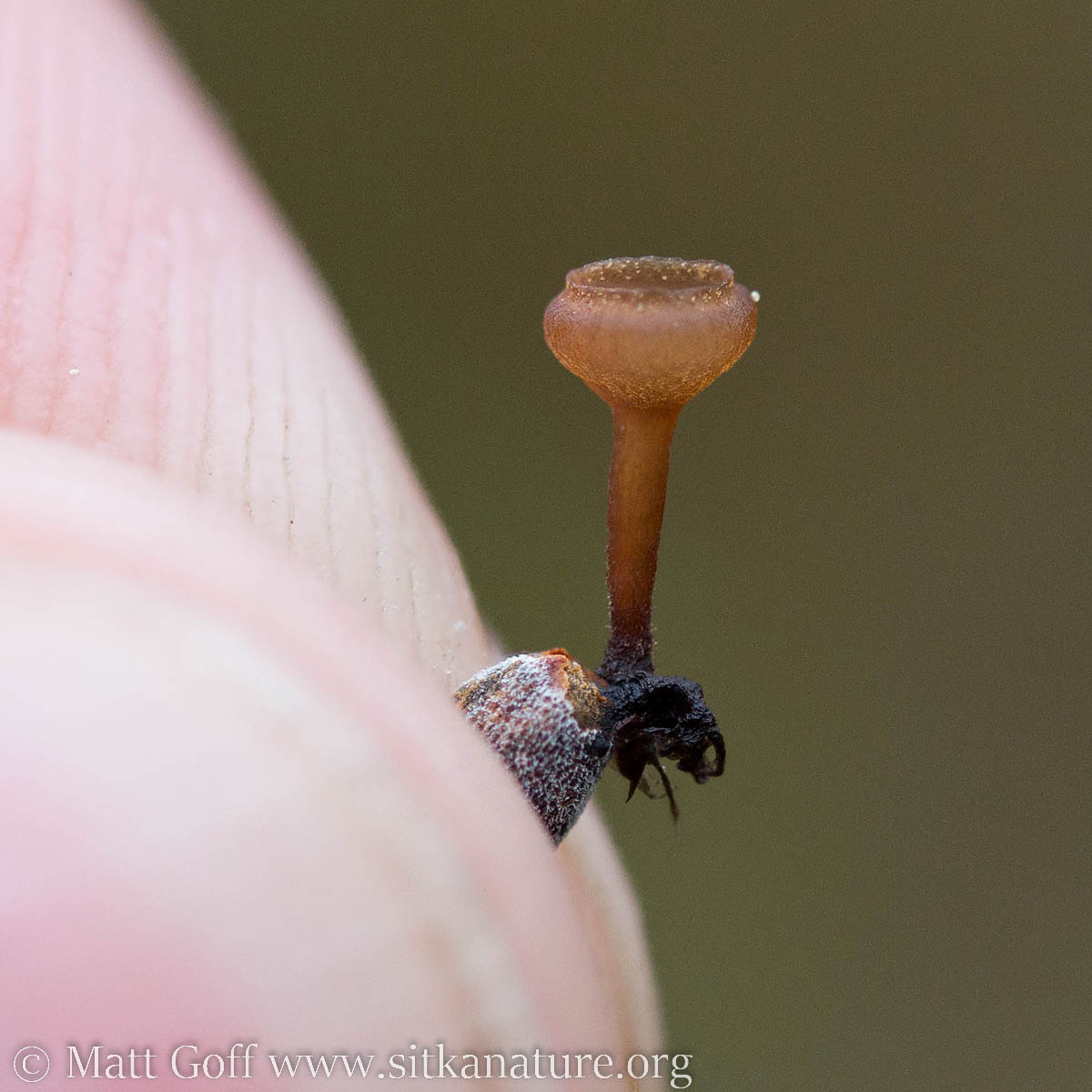 photo of apothecia of Monilinia sp 