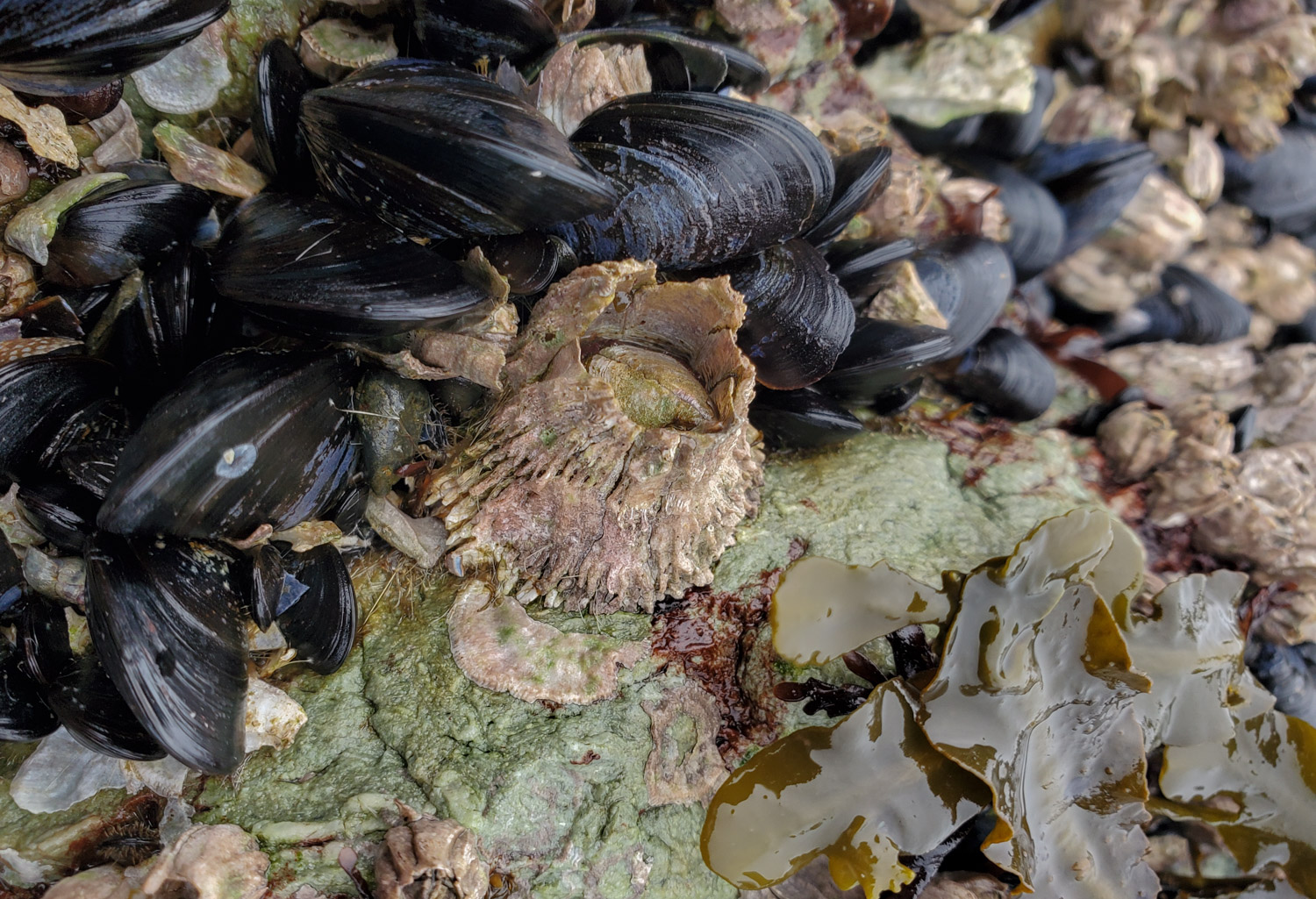 Barnacles and Mussels