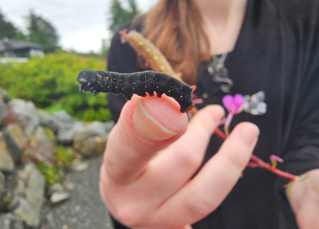 Galium Hawkmoth Caterpillar (Hyles gallii)