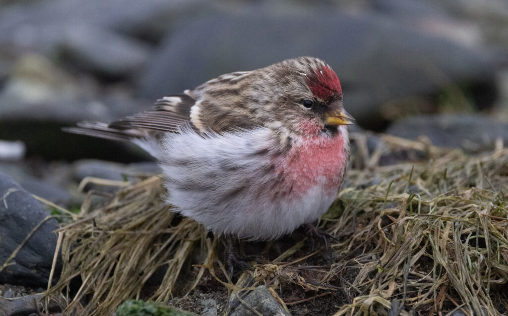 Common Redpoll