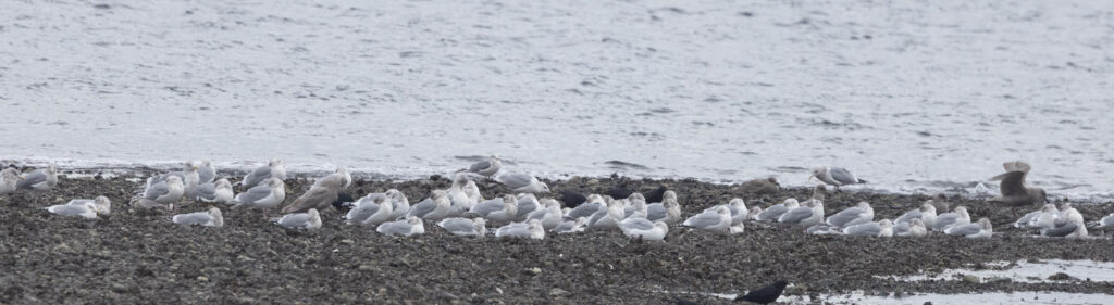 Gull Flock