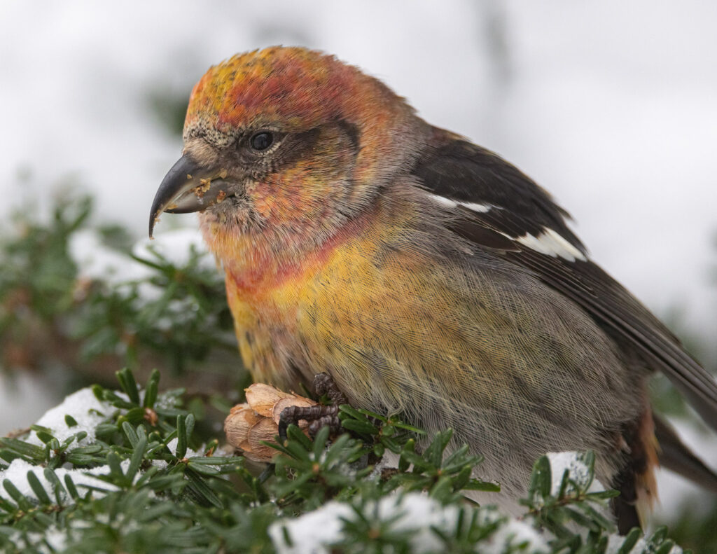 White-winged Crossbill