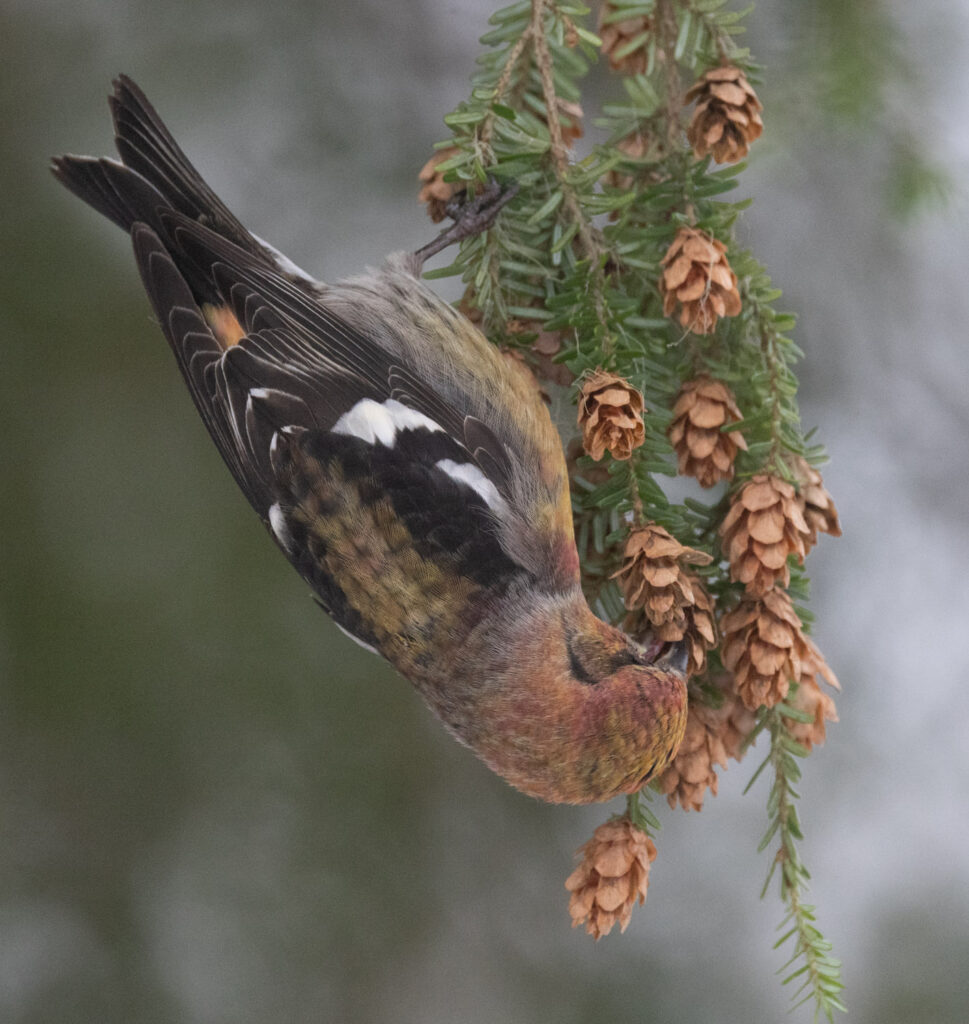 White-winged Crossbill