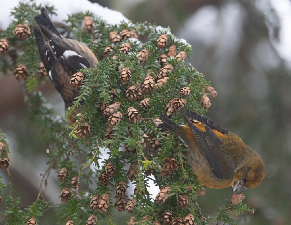 Crossbills