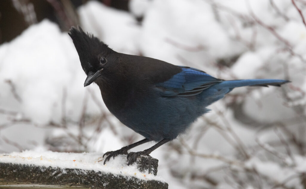 Steller's Jay