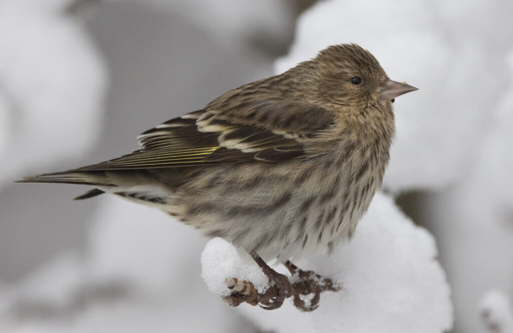 Pine Siskin