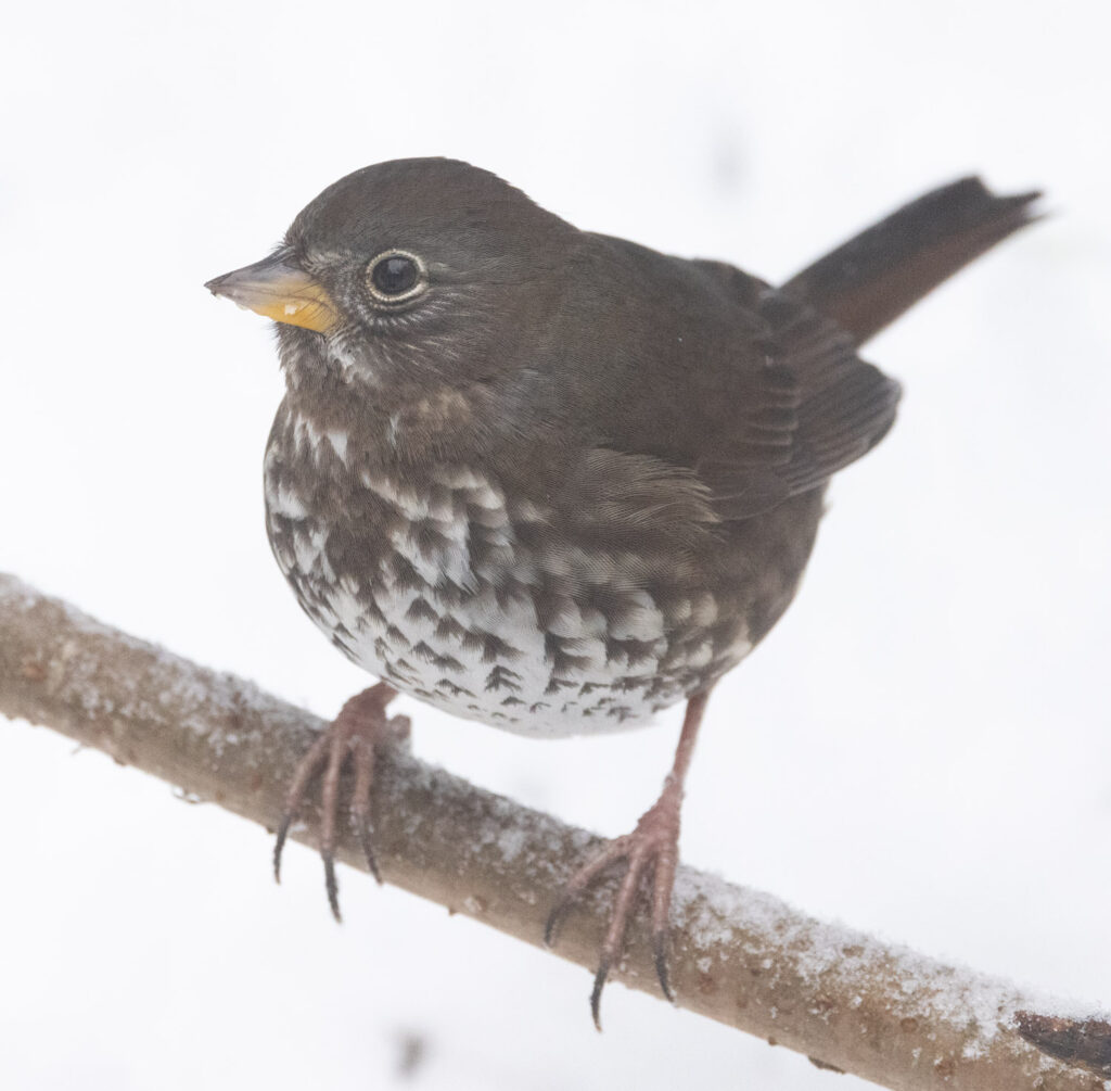 Fox Sparrow