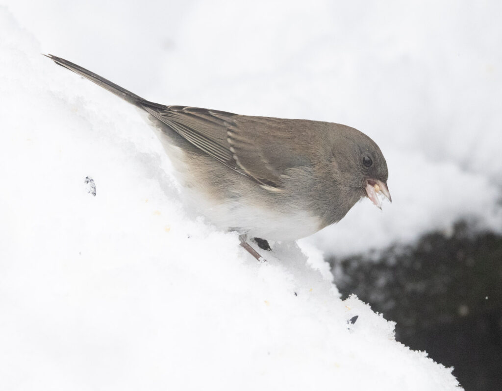 Dark-eyed Junco