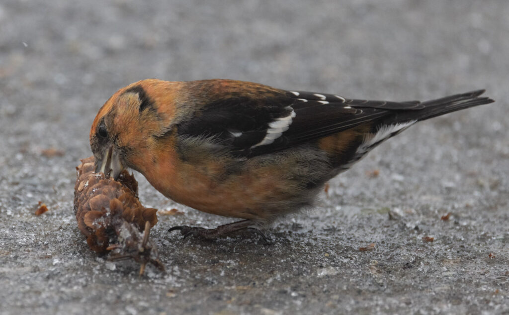 White-winged Crossbill