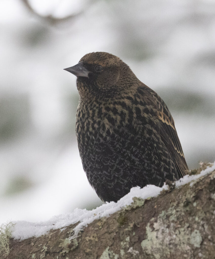 Red-winged Blackbird