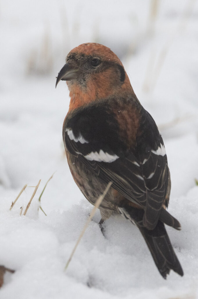 White-winged Crossbill