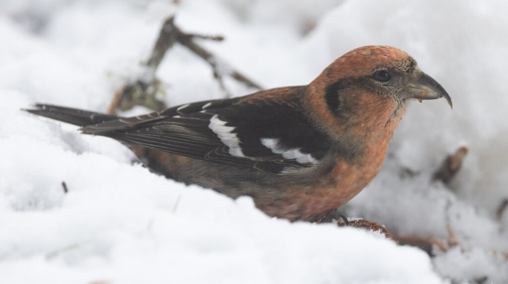 White-winged Crossbill