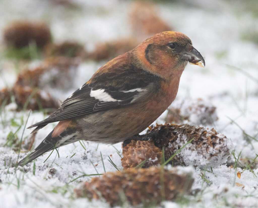 White-winged Crossbill