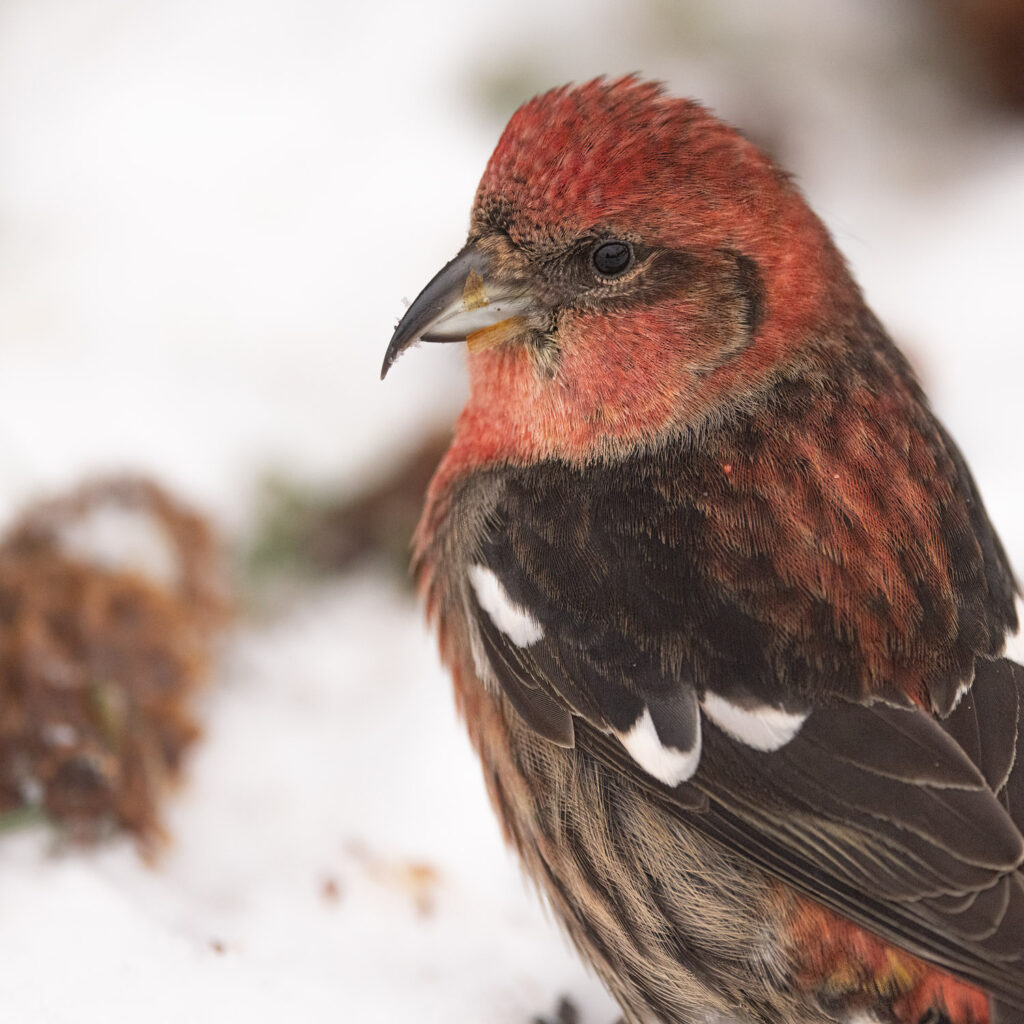 White-winged Crossbill