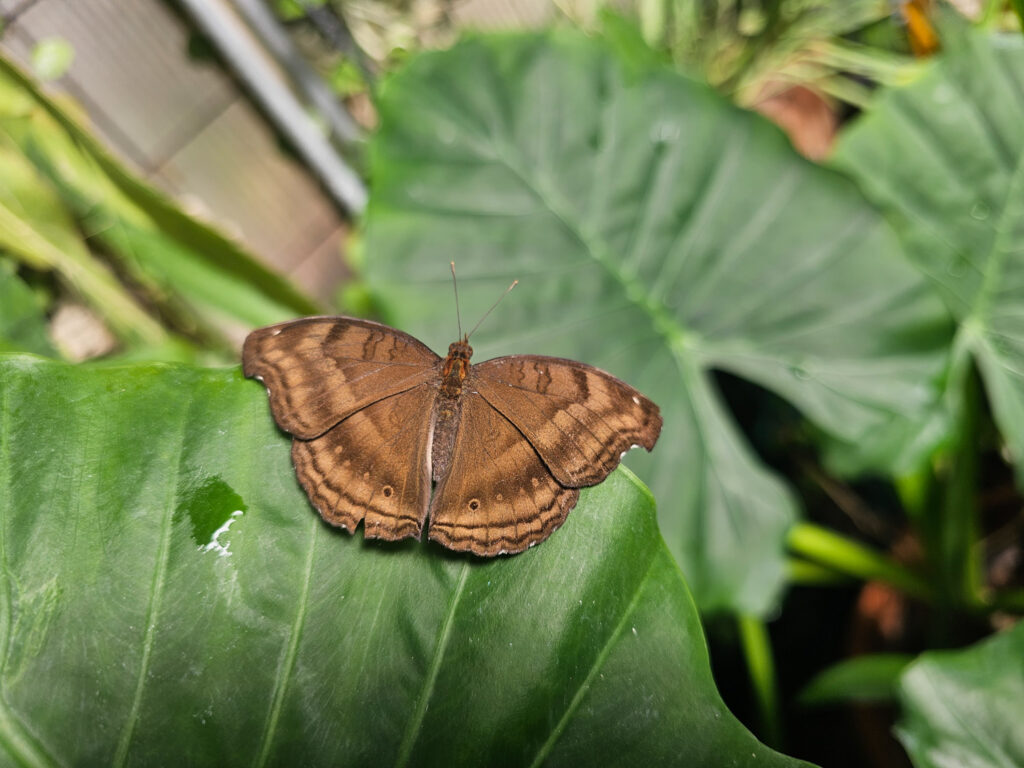 Butterfly House at Tuscon Botanical Garden