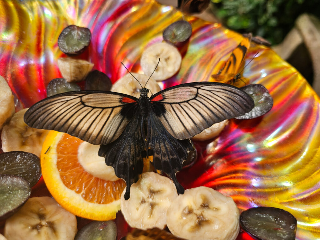 Butterfly House at Tuscon Botanical Garden