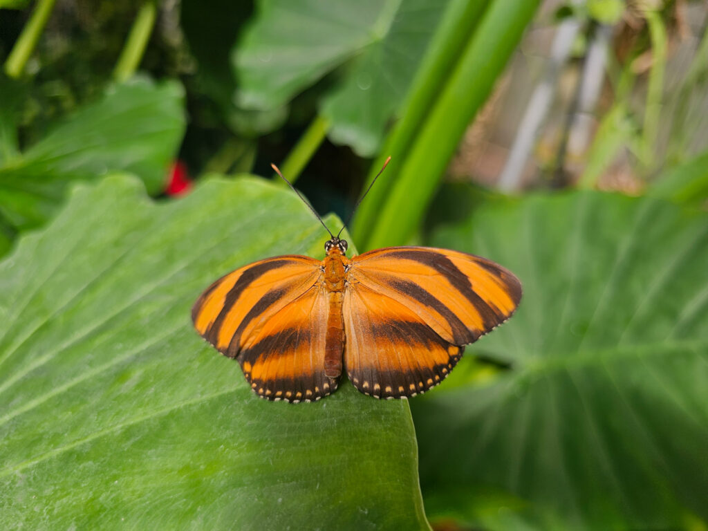 Butterfly House at Tuscon Botanical Garden