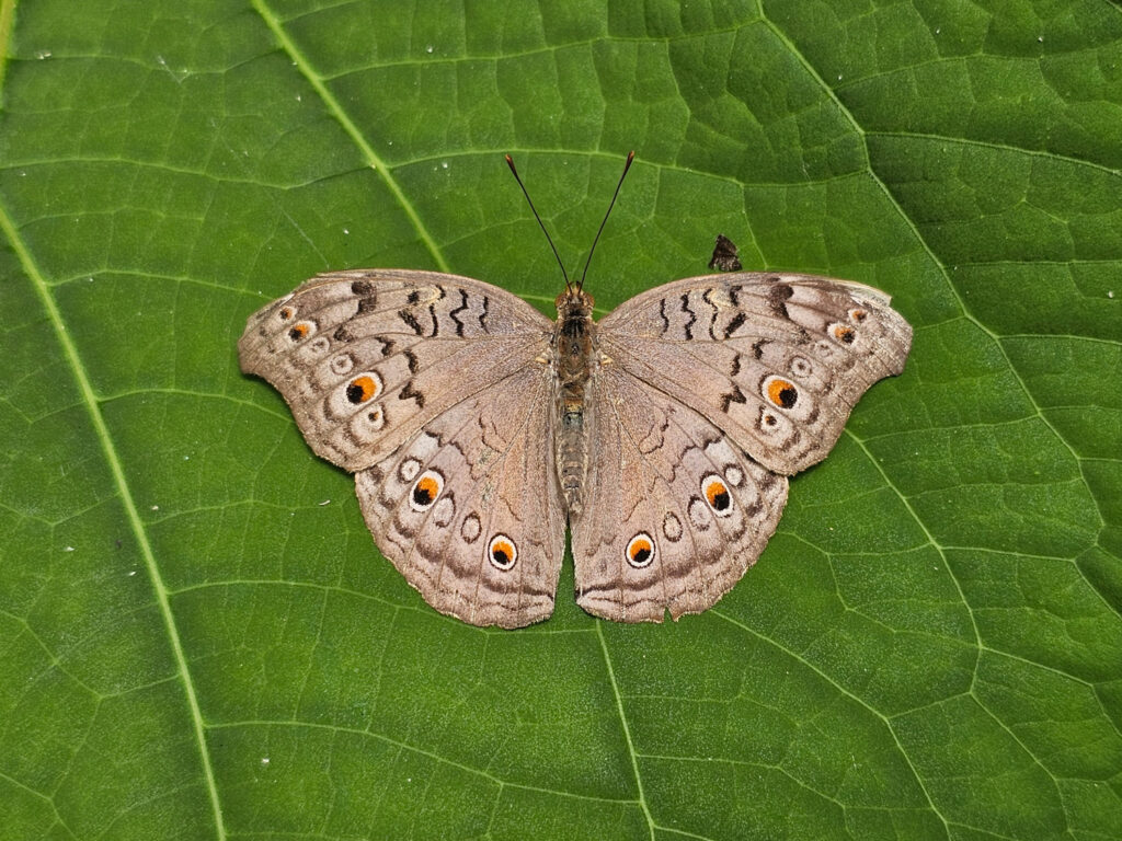 Butterfly House at Tuscon Botanical Garden