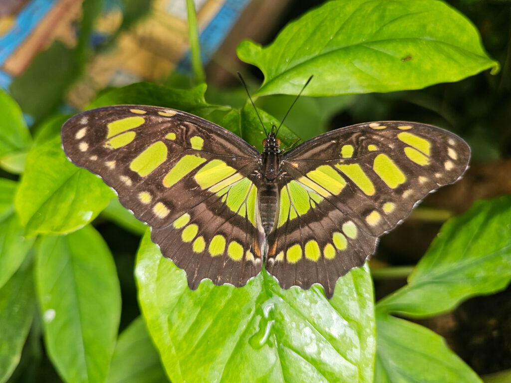 Butterfly House at Tuscon Botanical Garden