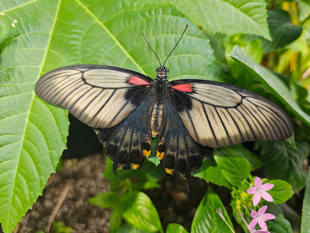 Butterfly House at Tuscon Botanical Garden