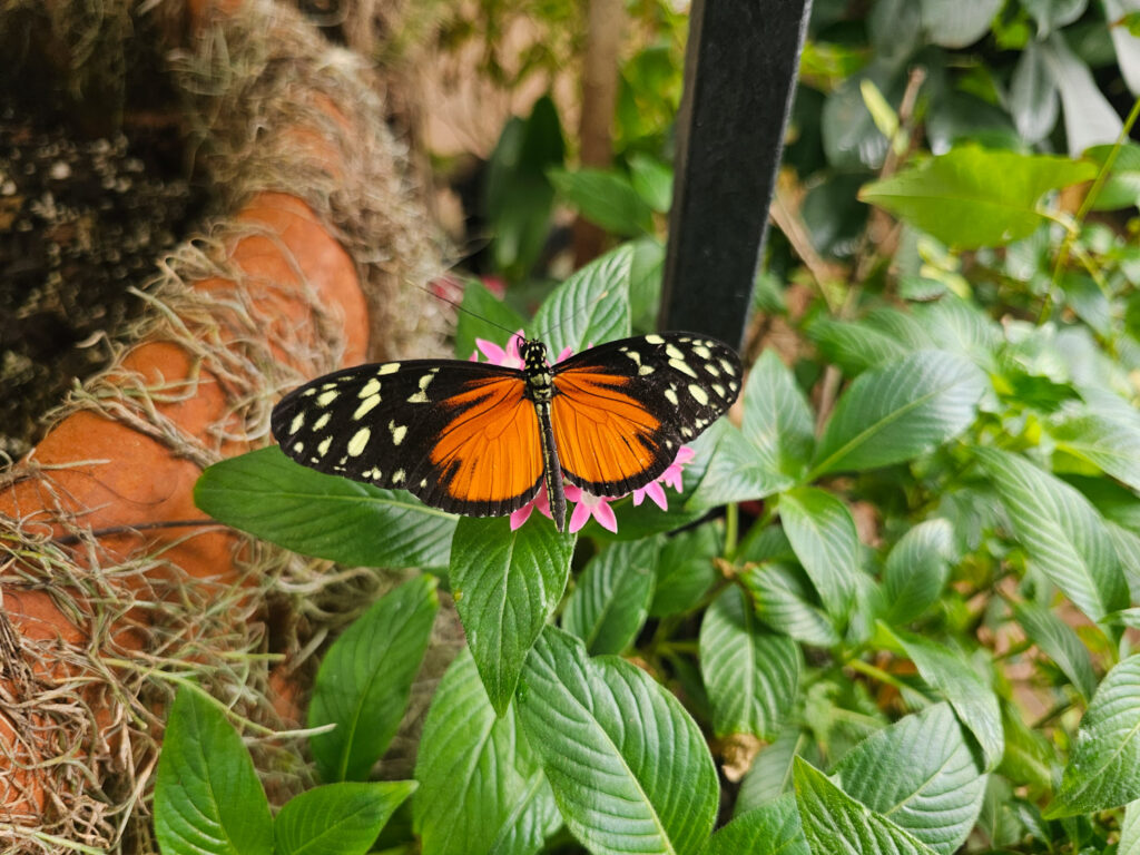 Butterfly House at Tuscon Botanical Garden