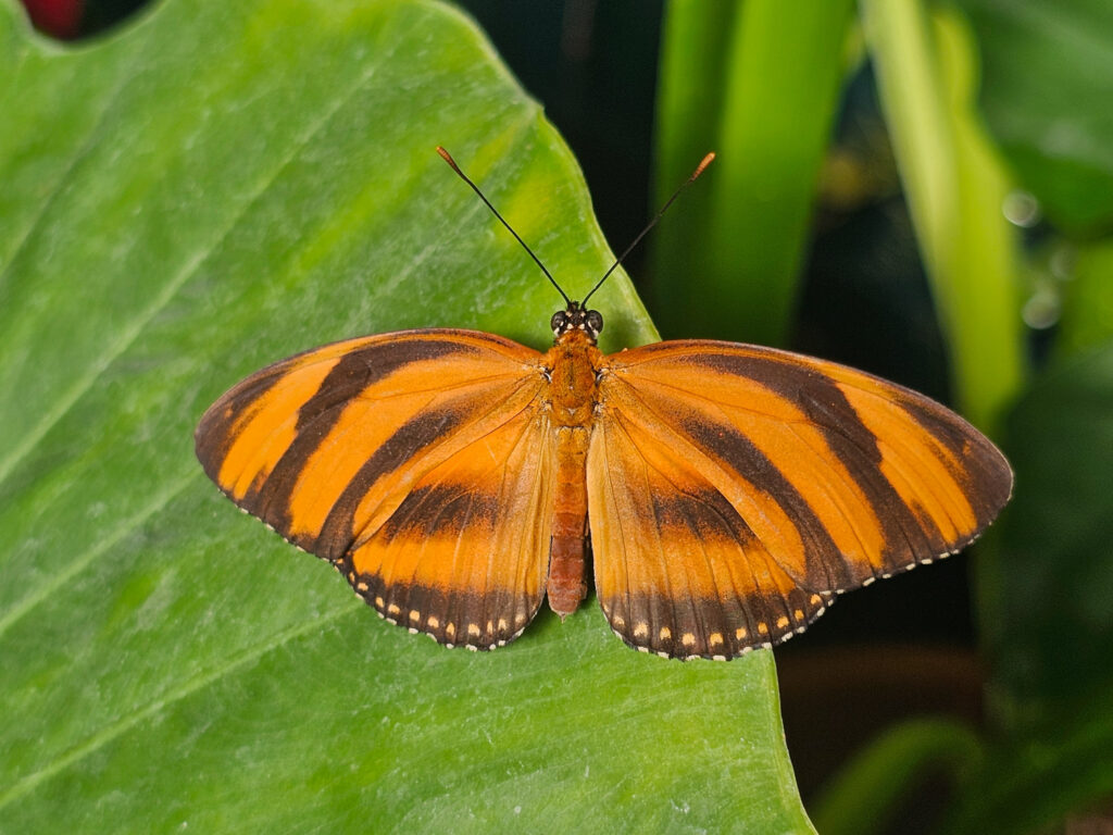 Butterfly House at Tuscon Botanical Garden