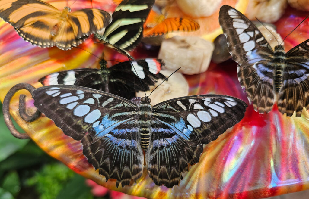 Butterfly House at Tuscon Botanical Garden