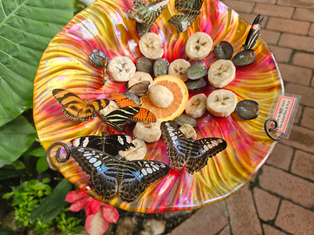 Butterfly House at Tuscon Botanical Garden