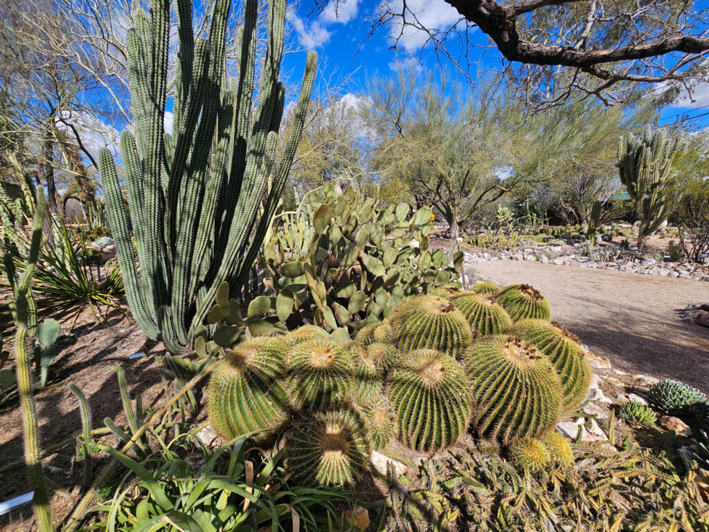 Cactus at Tuscon Botanical Garden