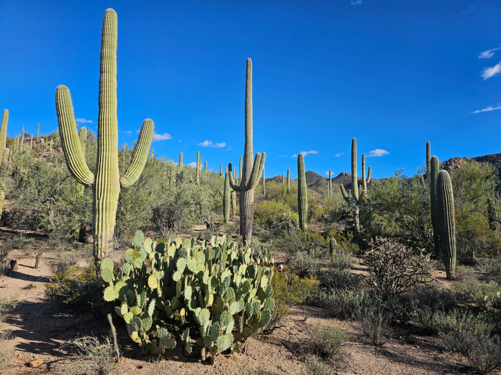 West Saguaro National Park