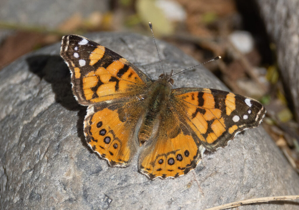 Butterfly at Tuscon Botanical Garden