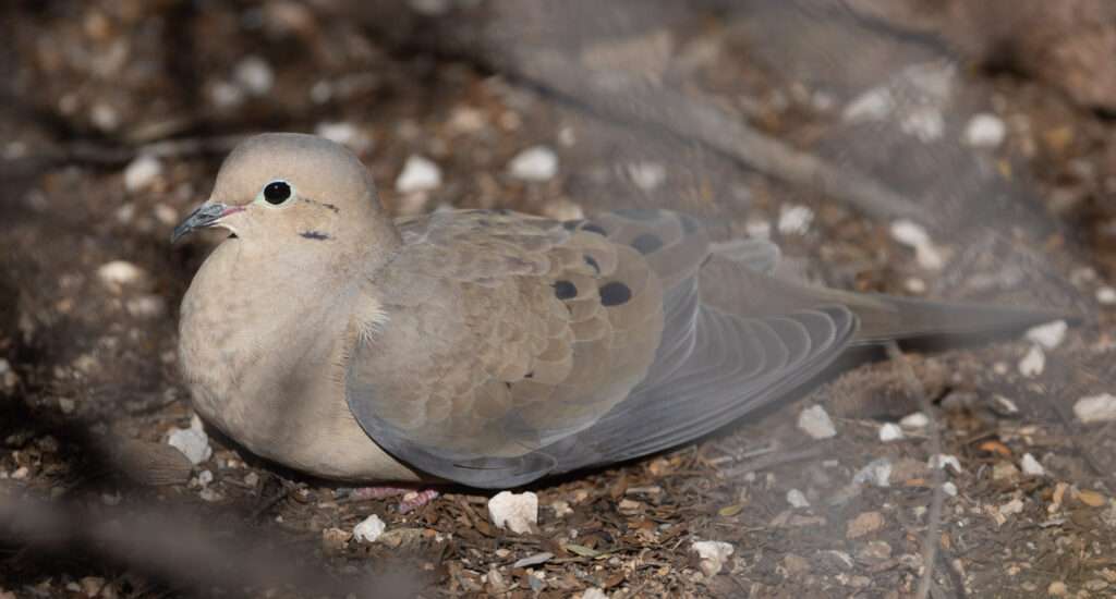 Mourning Dove at Tuscon Botanical Garden