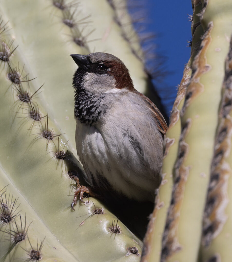 House Sparrow at Tuscon Botanical Garden