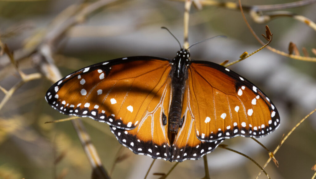 Butterfly at Tuscon Botanical Garden