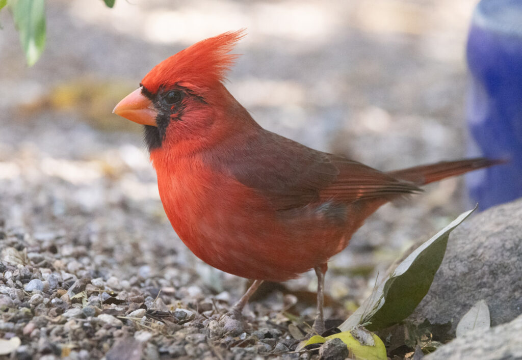 Cardinal at Tuscon Botanical Garden